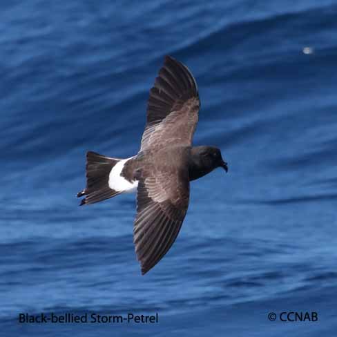 Black-bellied Storm-Petrel