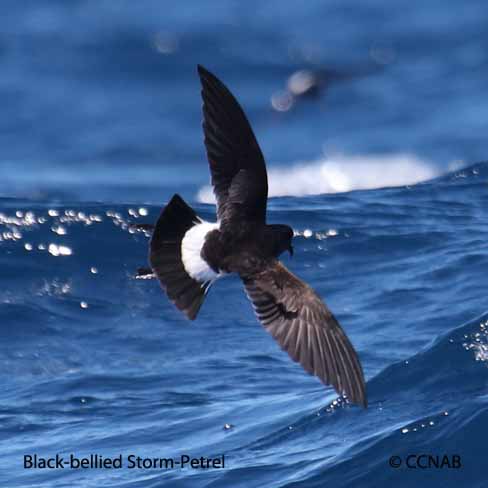 Black-bellied Storm-Petrel