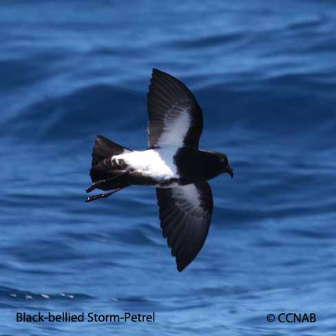 Black-bellied Storm-Petrel