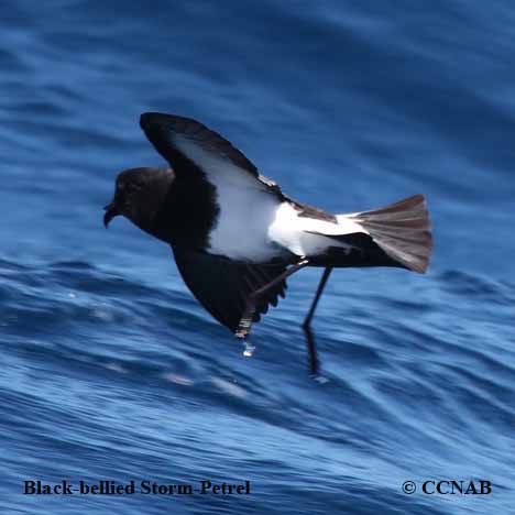 Birds of North America