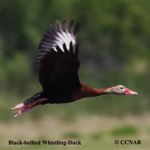 Black-bellied Whistling-Duck