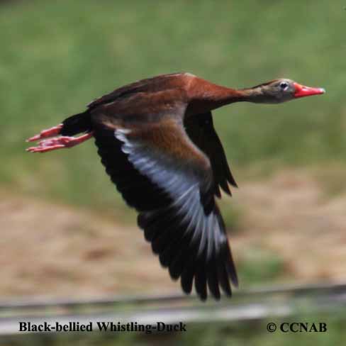 Black-bellied Whistling-Duck