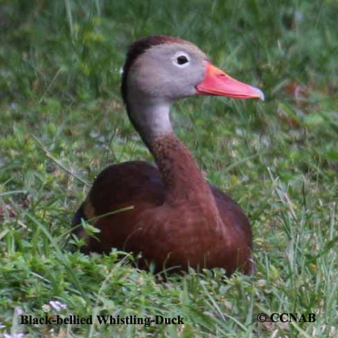 Black-bellied Whistling-Duck