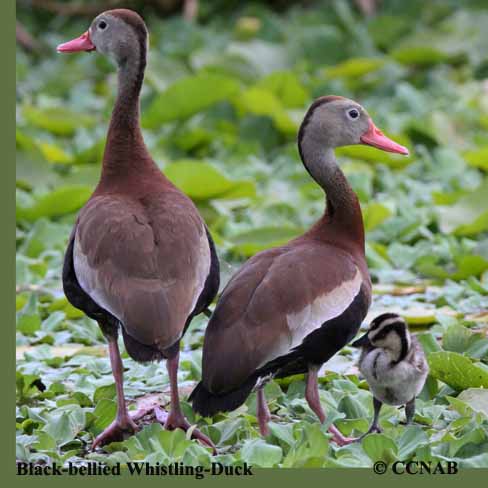 Black-bellied Whistling-Duck