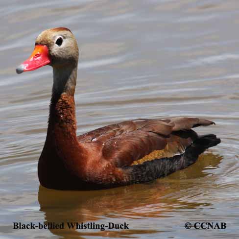 Black-bellied Whistling-Duck