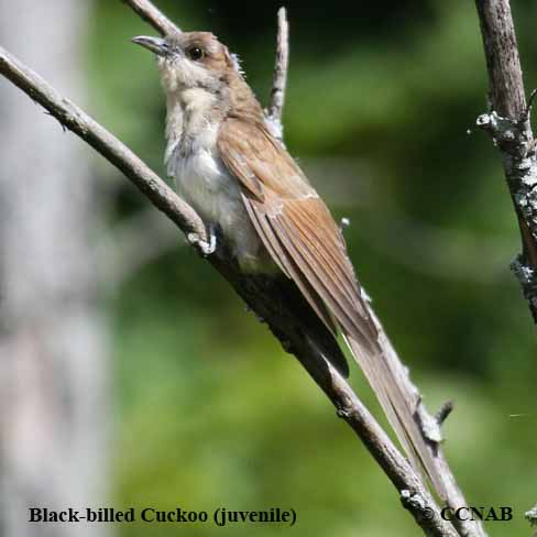 Black-billed Cuckoo