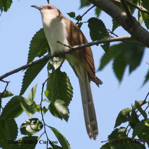 Birds of North America