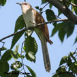 Black-billed Cuckoo range map