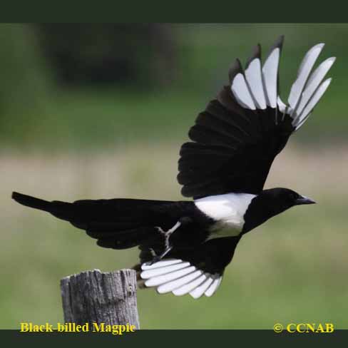 Black-billed Magpie