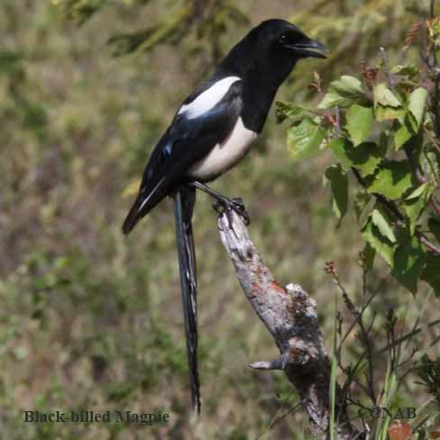 Black-billed Magpie