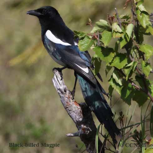 Black-billed Magpie