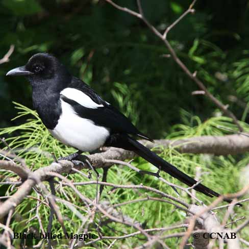 Black-billed Magpie