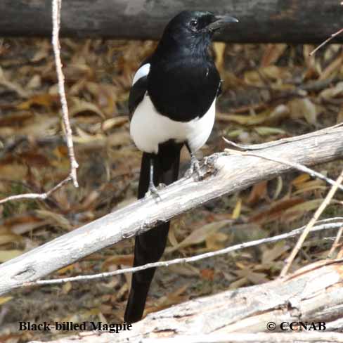 Birds of North America