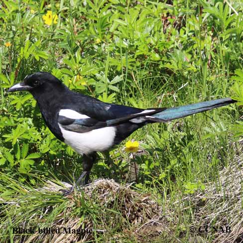 Black-billed Magpie