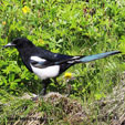 Black-billed Magpie range map