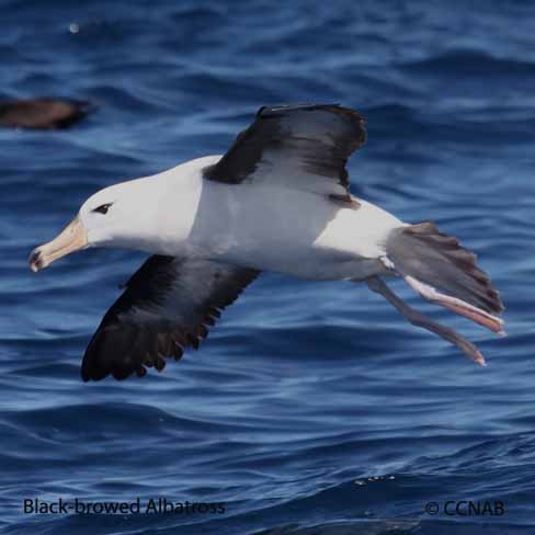 Black-browed Albatross