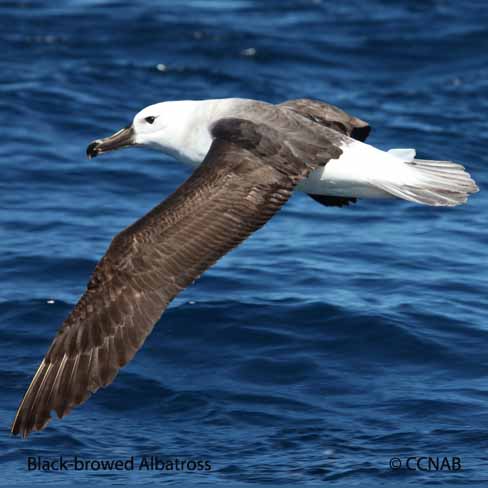 Black-browed Albatross