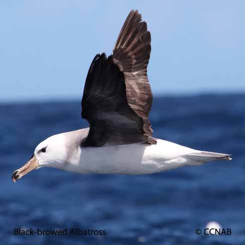 Black-browed Albatross