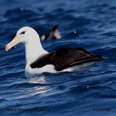 Black-browed Albatross