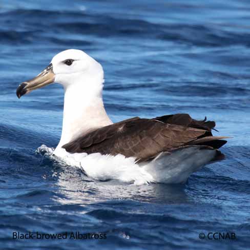 Black-browed Albatross