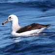 Black-browed Albatross