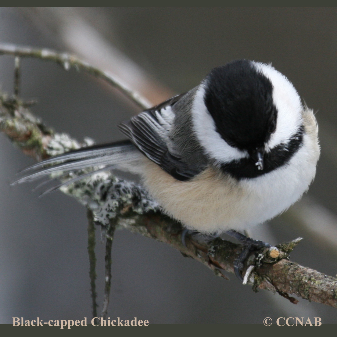 Birds of North America