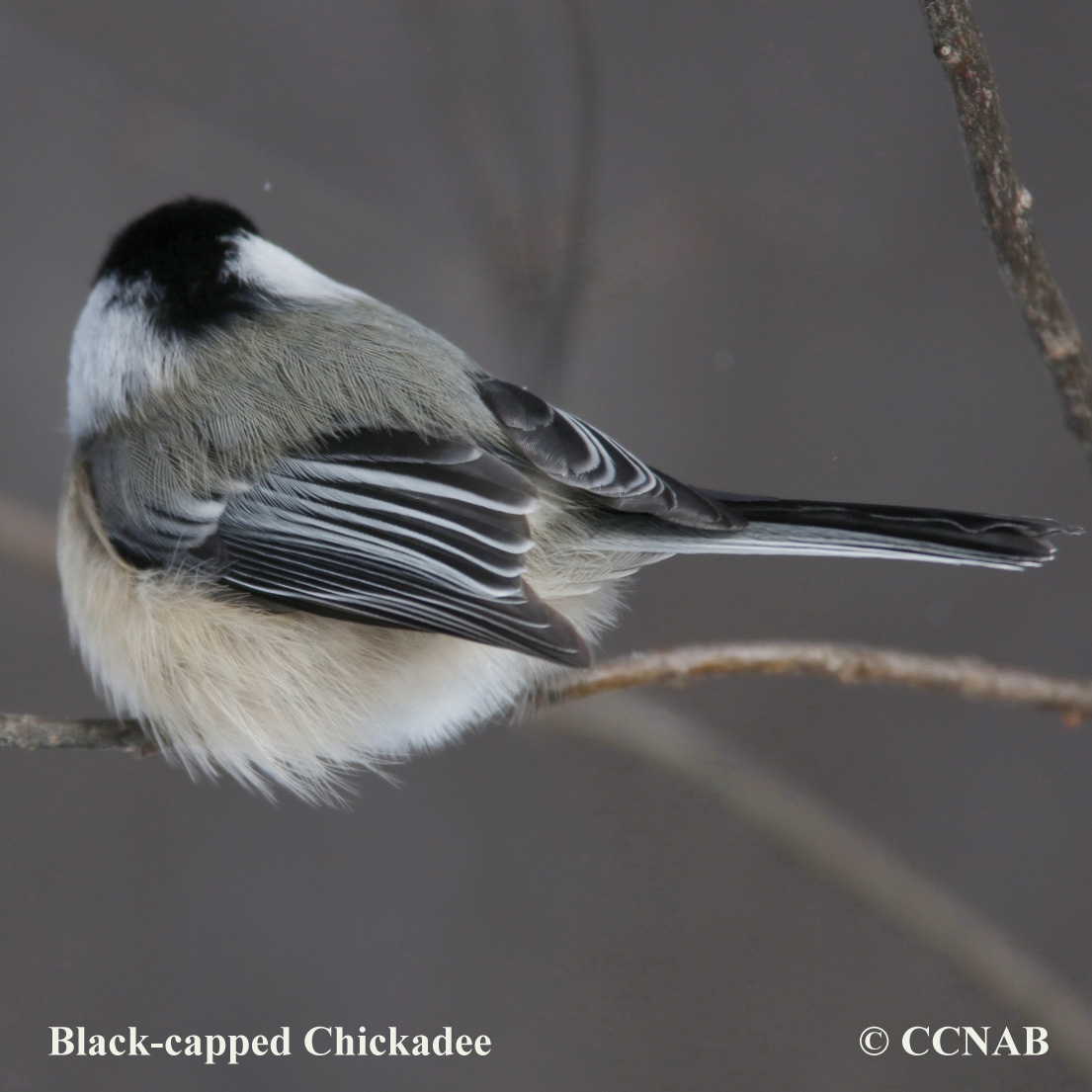 Black-capped Chickadee