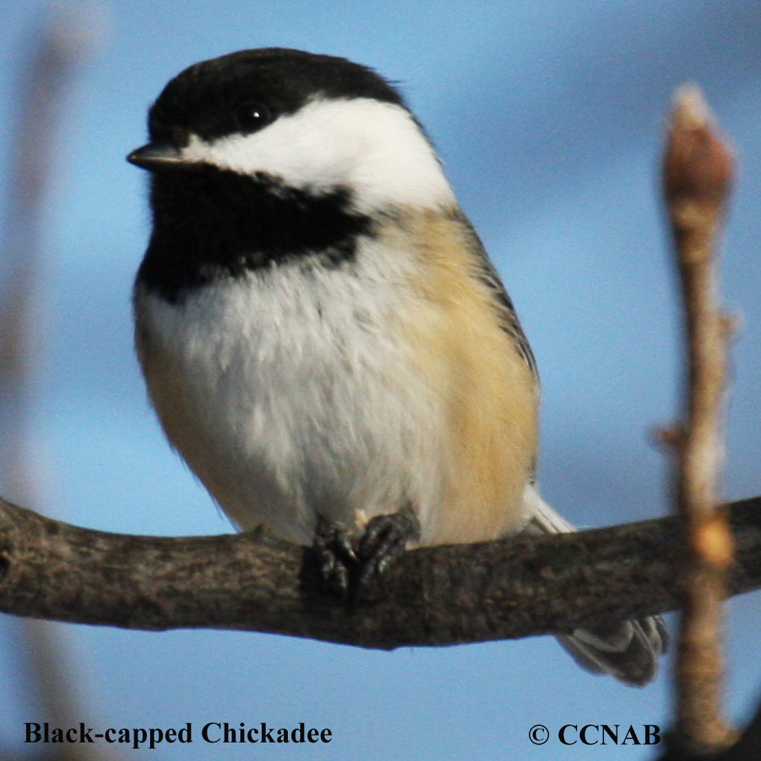 Black-capped Chickadee