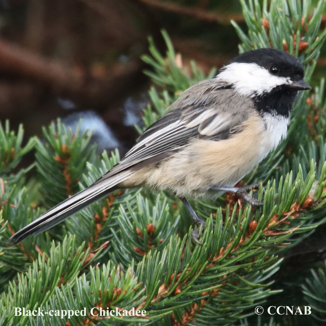 Black-capped Chickadee