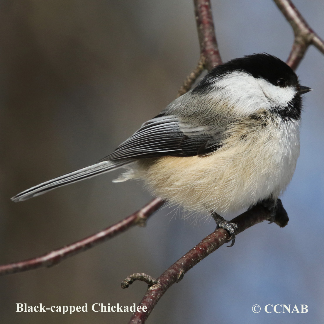 Black-capped Chickadee