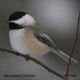 Black-capped Chickadee range map