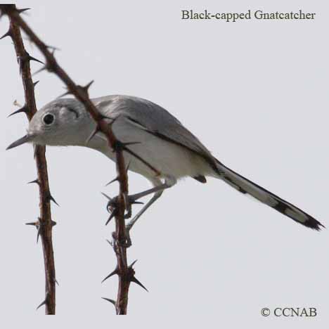 Birds of North America