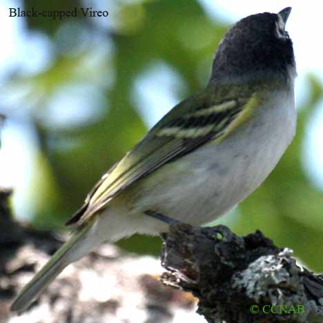 Black-capped Vireo