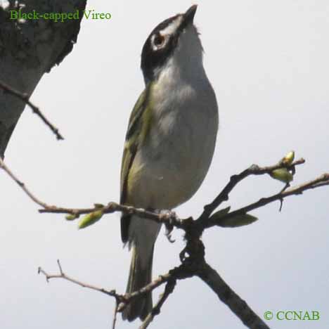 Black-capped Vireo