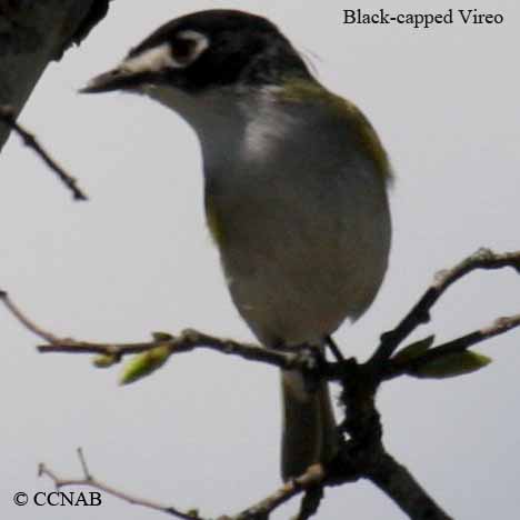 Black-capped Vireo