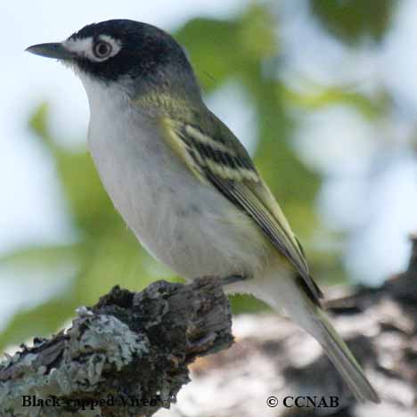 Birds of North America