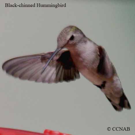 Black-chinned Hummingbird