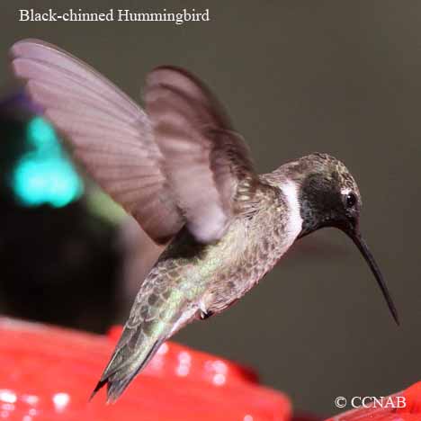 Black-chinned Hummingbird