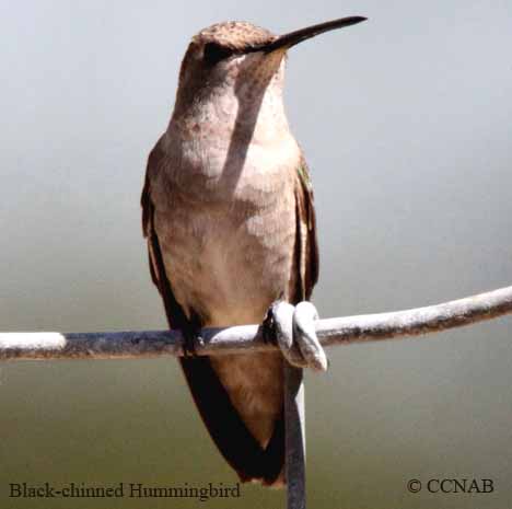 Black-chinned Hummingbird