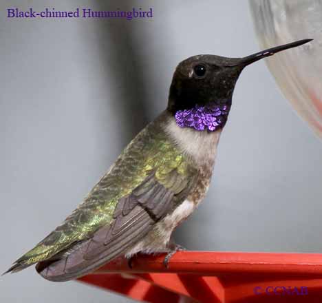 Black-chinned Hummingbird