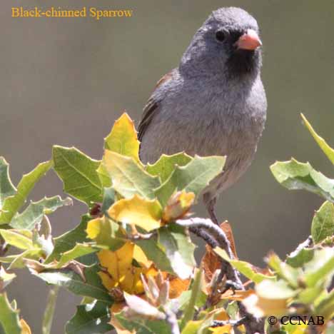 Black-chinned Sparrow