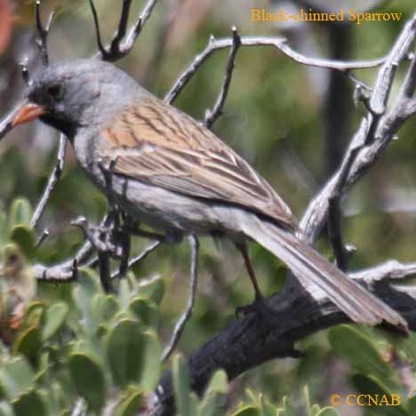 Black-chinned Sparrow