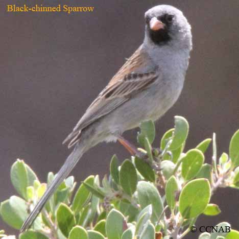 Black-chinned Sparrow