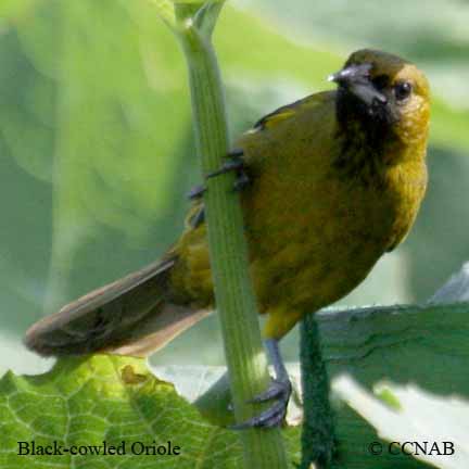 Black-cowled Oriole