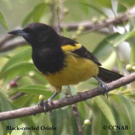 Black-cowled Oriole