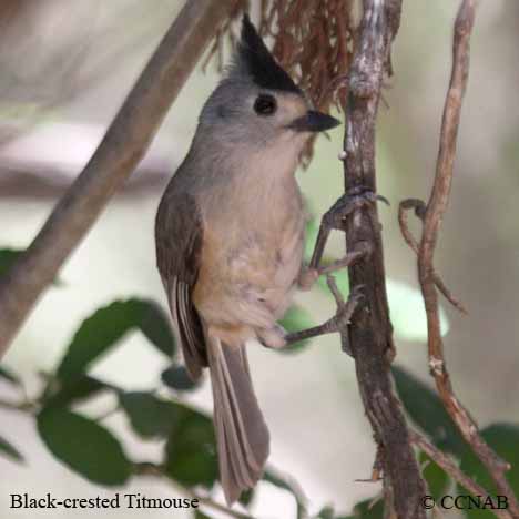 Birds of North America