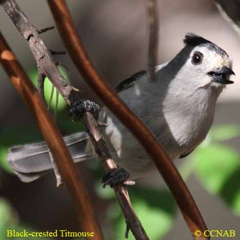 Black-crested Titmouse