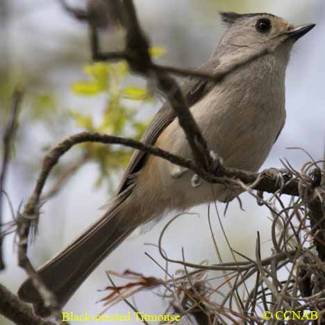 Black-crested Titmouse