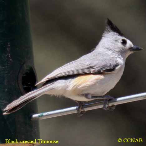 Black-crested Titmouse