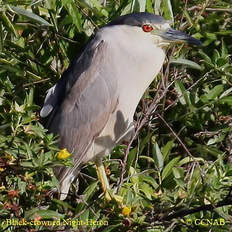 Black-crowned Night-Heron